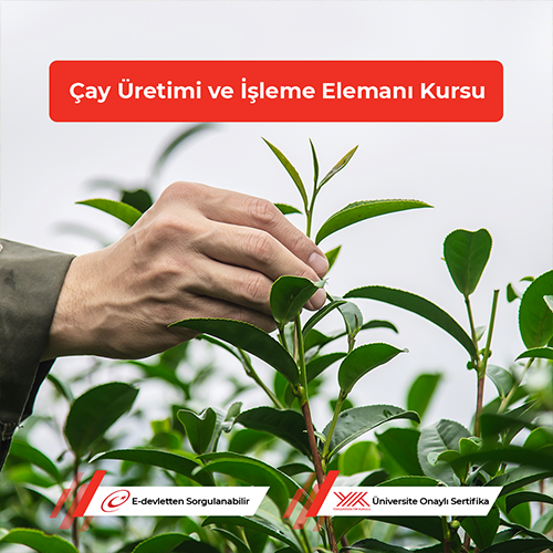 Çay Üretimi ve İşleme Elemanı Kursu